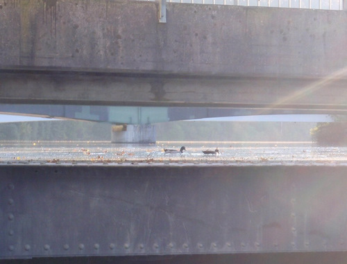 eye level view of two ducks floating.
